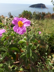 Cistus