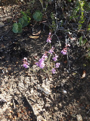 Stylidium preissii
