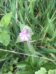 Silene dioica