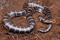 African Garter Snake photo 5