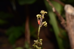 Cacopsylla coccinea