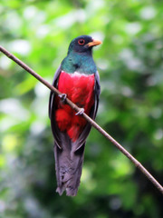 Trogon melanurus
