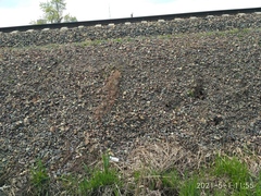 Clematis serratifolia