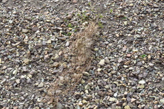 Clematis serratifolia