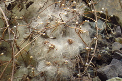 Clematis serratifolia
