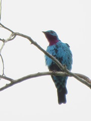Cotinga cayana