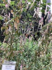 Celosia spicata
