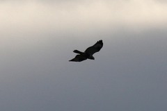 Buteo lagopus lagopus