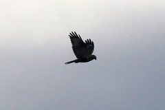 Buteo lagopus lagopus