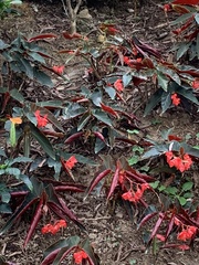 Begonia coccinea