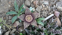 Orbea variegata