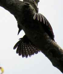 Melanerpes cruentatus