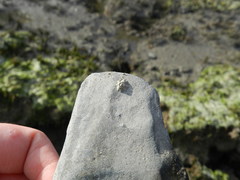 Austrominius modestus