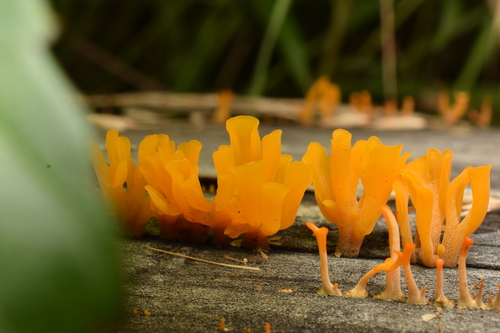 Dacrymyces spathularia