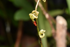 Cacopsylla coccinea