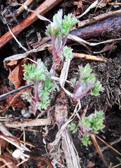 Artemisia vulgaris kamtschatica