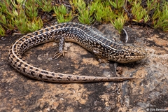 Cape Skink photo 4