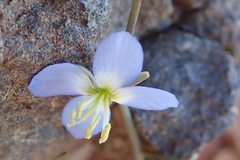 Heliophila lactea
