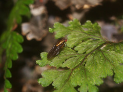 Allophylopsis