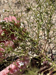 Nemacladus pinnatifidus