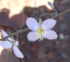 Heliophila lactea