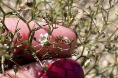 Nemacladus pinnatifidus