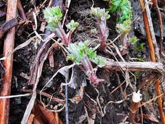 Artemisia vulgaris kamtschatica