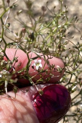 Nemacladus pinnatifidus