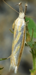 Pleurota honorella