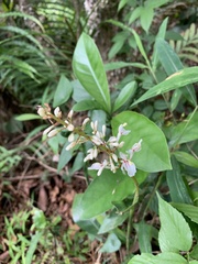 Alpinia chinensis