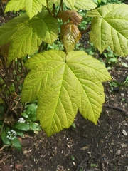 Acer pseudoplatanus