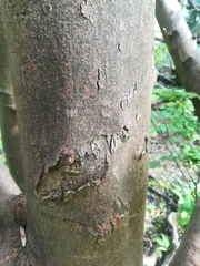 Acer pseudoplatanus