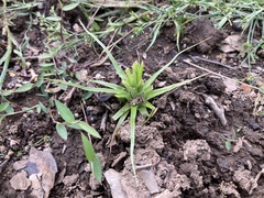 Eriocaulon buergerianum
