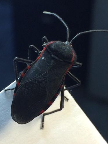 Sephina esquivelae