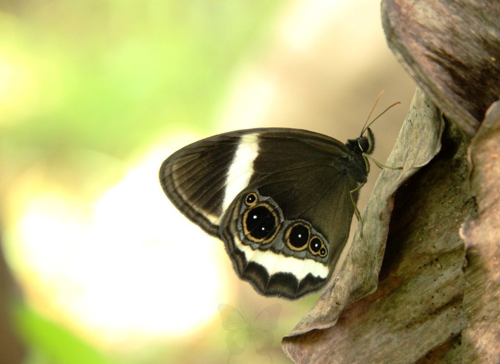 Banded Catseye
