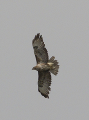 Buteo buteo
