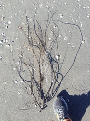 Antillogorgia bipinnata