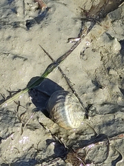 Image of Amphibola crenata