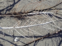 Antillogorgia bipinnata