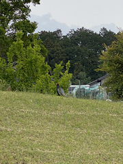 Phasianus versicolor