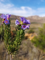 Lobostemon marlothii
