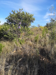 Lobostemon marlothii