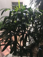 Rhapis excelsa