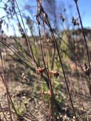 Tulbaghia alliacea