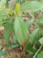 Urceola rosea