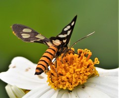 Amata sperbius
