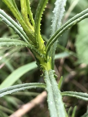 Senecioninae