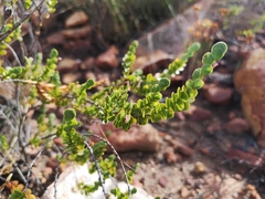 Cliffortia pulchella