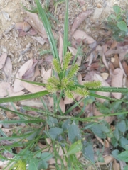 Cyperus cyperoides
