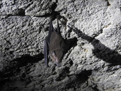 Balantiopteryx io